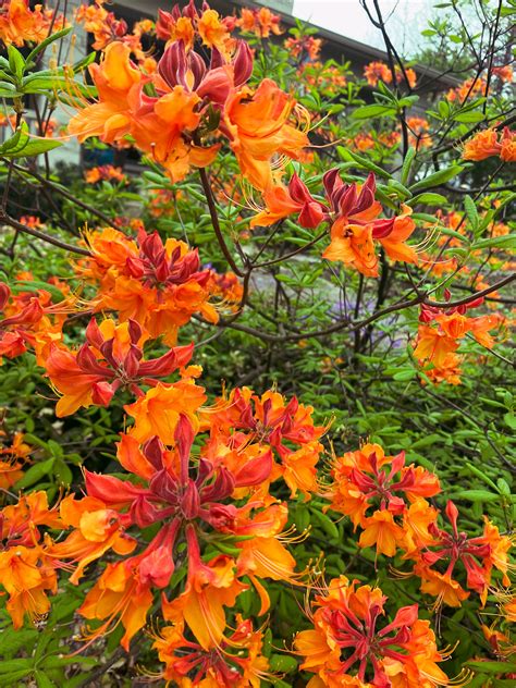 flame azalea care